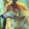 scentbombed: I finally have a real Angua wolf icon yaaay (wolf)