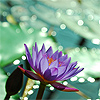 amazonmandy: (lily)