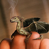 swordage: Teeny baby dragon curled on a person's fingertips. (asst wee critter)