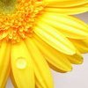 orbitaldiamonds: yellow flower with dewdrop on one petal ([ nature ] yellow flower)