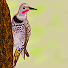 31stcentury: i like woodpeckers (drawing: flicker)