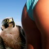 expletives: (MISC: falcons and butts blog 2k12)