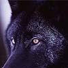 iambetadraconis: (Wolf #1)