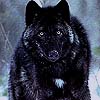iambetadraconis: (Wolf #3)