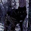 iambetadraconis: (Wolf #6)