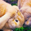 ailurophile: Rabbits in field (Default)
