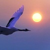 phinnia: (crane moon)