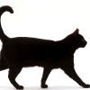 onceamy: A black cat trots across a white space. (Cat-4)