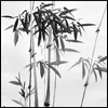 words_words_words: (Bamboo)