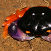 crabbycustomer: a black and orange harlequin crab (DECAPOD)