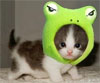 zesty_pinto: (Frog Kitten)