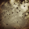 glass_icarus: (birdcloud)