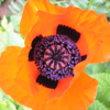 chaoseris: Eye of red poppy blossom (Default)