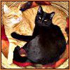 yakalskovich: (Canoodling kitties)
