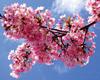 hennes: Blossom (Blossom)