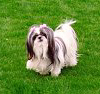 phoenixsong: Shih tzu dog on lawn with pigtails. (China)