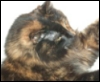 deakat: (bat)