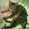 phoenixsong: Black/brown tabby cat laying on tile floor, legs sprawled. (Epiphany)