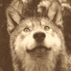 stickemwiththestrifeyend: (dreamself happy)