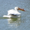 onyxlynx: Bird with Bump in Beak (Beaky Bird)