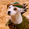 evil_little_dog: (Puppy Wishbone as Robin Hood)