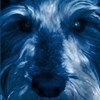 evil_little_dog: My dog, Pewter (Puppy - Pewter)
