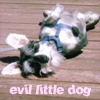 evil_little_dog: (Puppy Rogue Default)