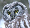 etb: (owl)