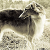 winterbird: (czuciki - borzoi the past)