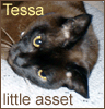 vilakins: My cat Tessa (tessa)