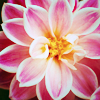 glimmers: (pic#3196766)