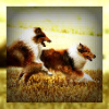 sidheblessed: (Running collies)
