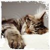 verstehen: Kitty sleeping  (Exhausted kitty)