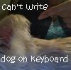 starandrea: (dog on keyboard)