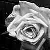 musyc: Black and white image of a rose (B/W: White rose)