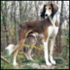 lifedominant: (Saluki)