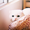 distractionary: startled white Scottish Fold cat behind a pillow (omg nuuu)