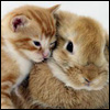 glasmalerei: kitten and bunny cuddling ([personal] bunnylove)