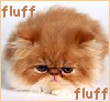 qwerty: very fluffy kitteh (fluff is needed)