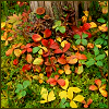 rosiewinter: Autumn leaves (They waste no time waiting for the snow)