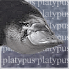 st_aurafina: Platypus headshot (Platypus)