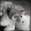 fish_echo: teddybear and a kitten (Misc-Teddy bear and kitten)