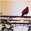 nomore: Robin bird on a branch, beige background. Distinctly red bird. (R :: Chill)
