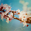 isana: cherry blossom branch (cherryblossom)