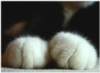scatterbrained_rin: (pic#3298590)