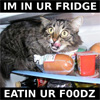 laughingrat: This cat is in ur fridge, etein ur foodz. (IN UR FRIDGE)