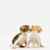 dorkpie: ([random] kitty kiss)