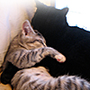 killabeez: (kitties snuggle)