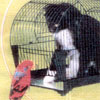 thistleburr: A cat in a birdcage is observed by a bird outside of the cage. (paradigm shift)