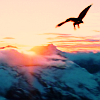 lavendertook: (gwaihir over misty mountains)